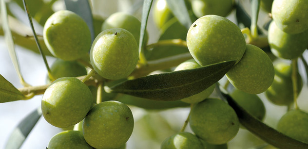 Gramineas en olivar