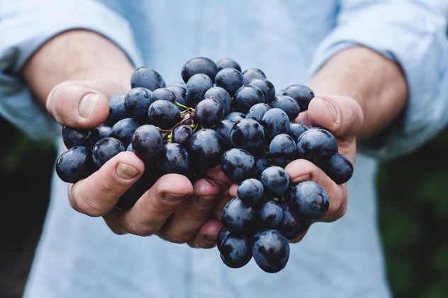 Manos sujetando uvas
