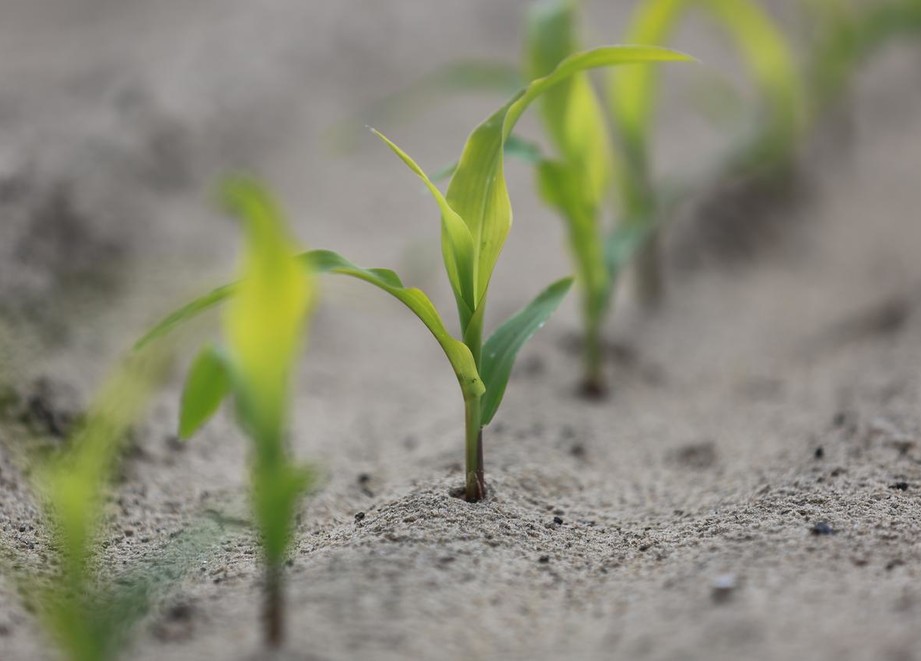 Corn sprouts