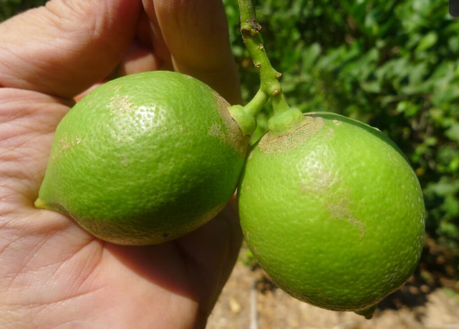 Klartan Cítricos