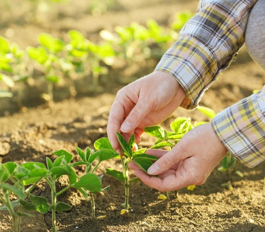 Nuestras soluciones para cultivos