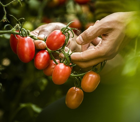 Tomates