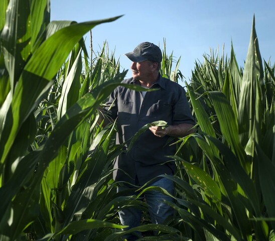 Agricultor en cultivo sostenible