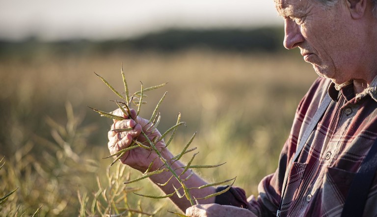 Farmer u uljanoj repici