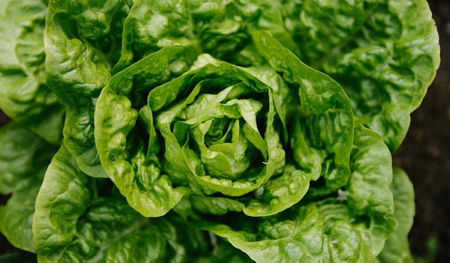 Salata