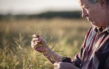 Farmer u uljanoj repici