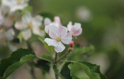 Cvet jabuke