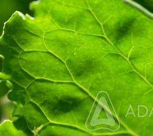 Cercospora beticola