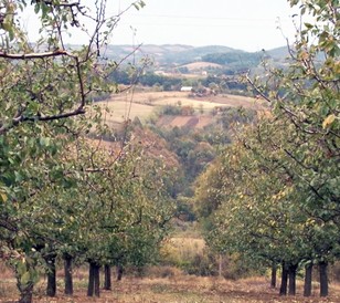 Šljivar