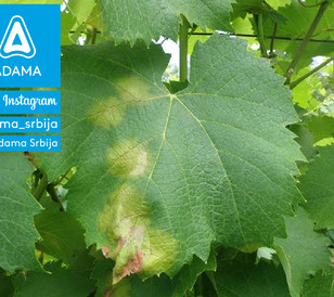Plamenjača vinove loze