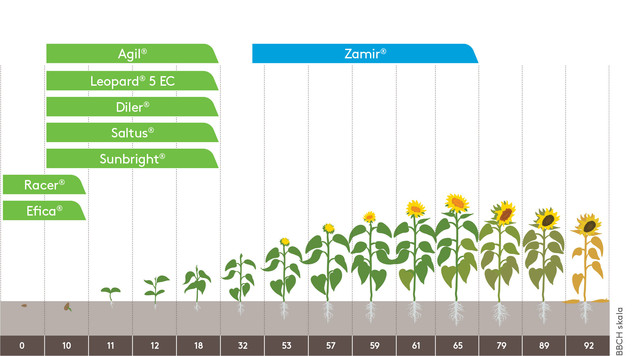 suncokret program