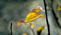 List voća u jesenjem periodu