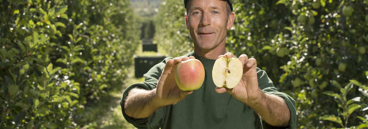 Proizvođač jabuka