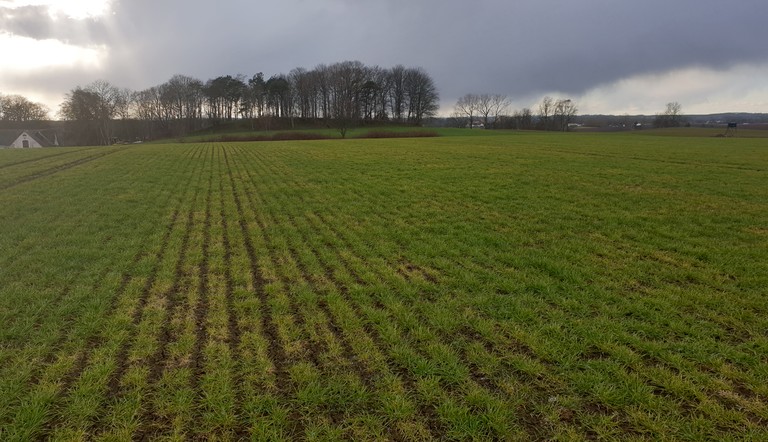 Rödsotvirus i höstkorn. Foto David Gottfridsson HIR Skåne AB