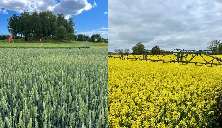 Avastel i stråsäd och raps