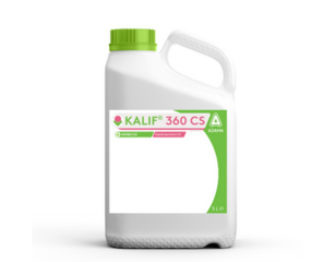 Kalif_dunk_2023