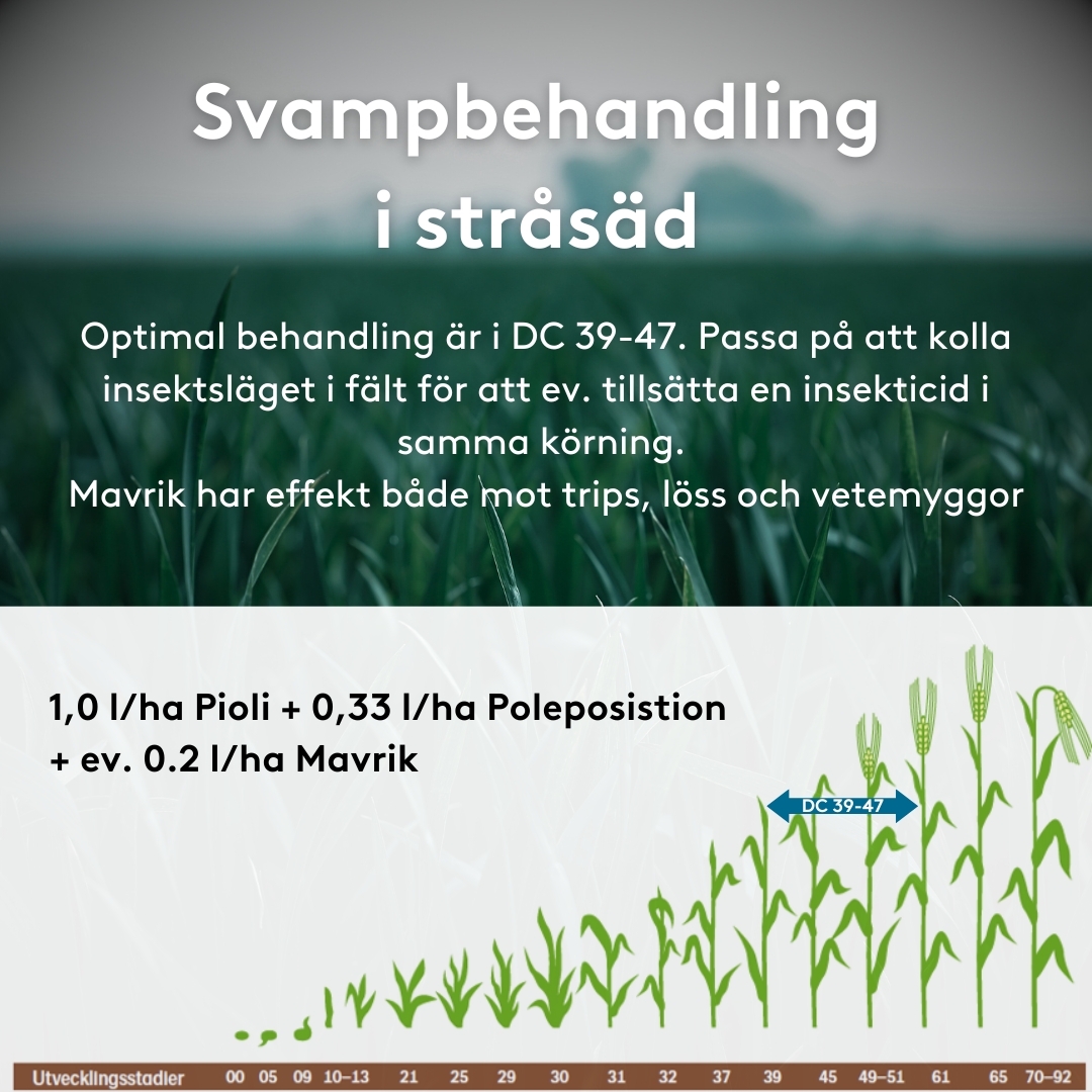 Popipack Svampbehandling i stråsäd