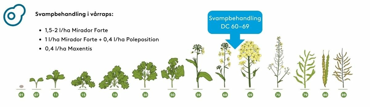 Svampstrategi vårraps