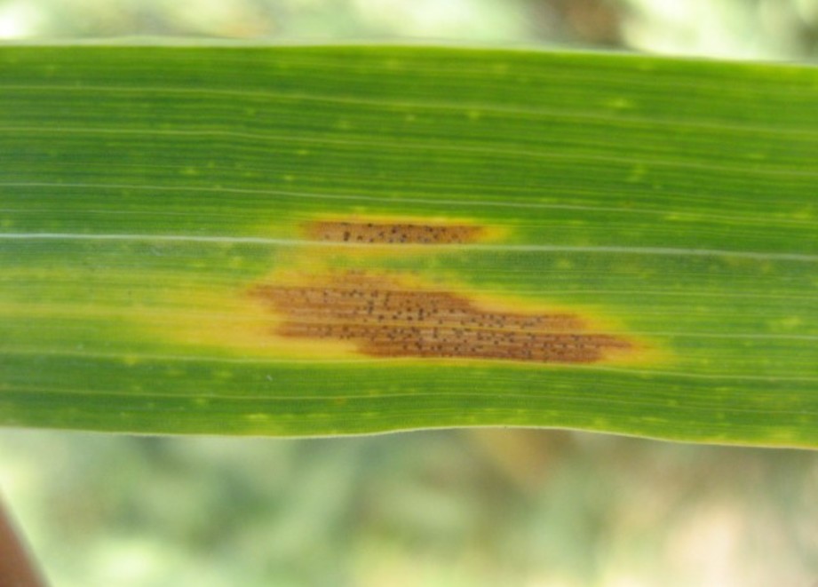 Septoria tritici