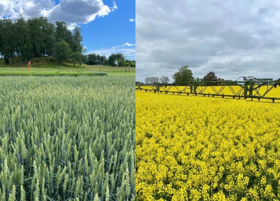 Avastel i stråsäd och raps