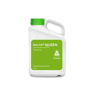 Dunk Goltix Queen