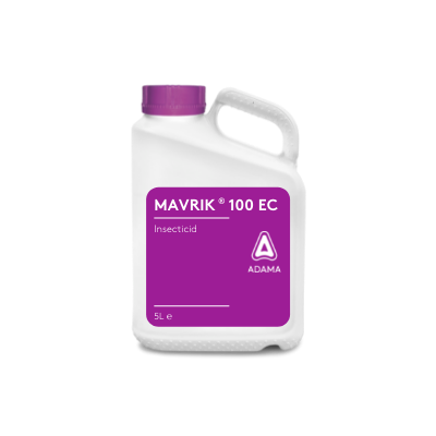 Dunk Mavrik