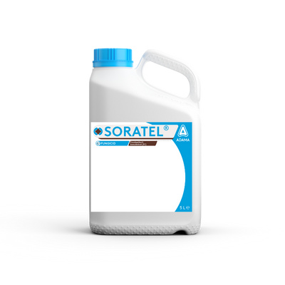 Soratel_dunk_2023