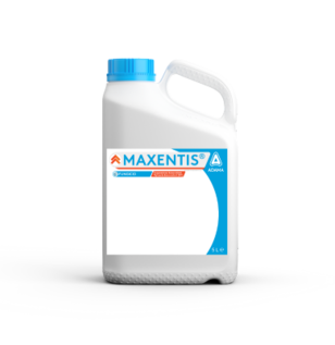 Maxentis 5 L dunk