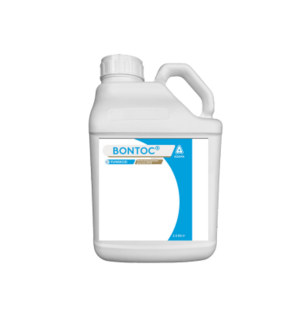 Bontoc dunk