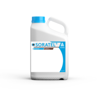Soratel_dunk_2023