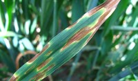 Septoria tritici