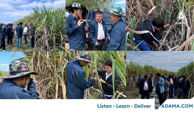 อ้อย ทดลองความหวาน