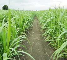 Sugarcane field