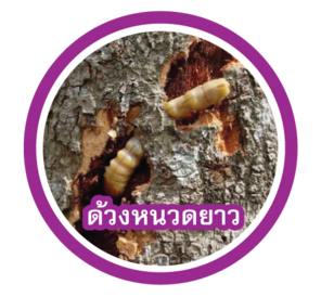 ด้วงหนวดยาว