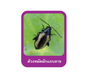 ด้วงหมัดผักแถบลาย