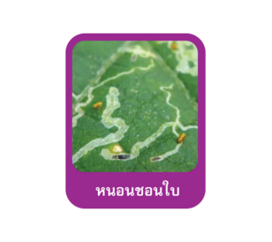 หนอนชอนใบ