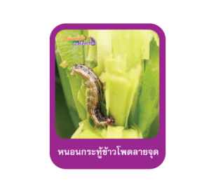 หนอนกระทู้ข้าวโพดลายจุด