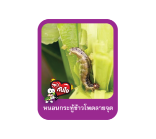 หนอนกระทู้ข้าวโพดลายจุด