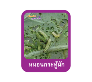 หนอนกระทู้ผัก