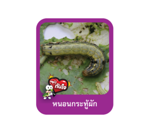 หนอนกระทู้ผัก