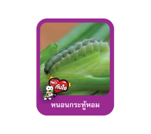 หนอนกระทู้หอม