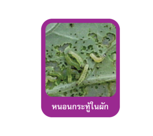 หนอนกระทู้ในผัก