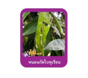 หนอนกัดใบทุเรียน