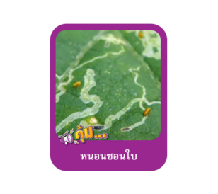 หนอนชอนใบ