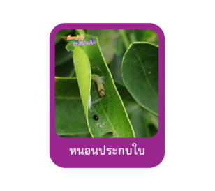 หนอนประกบใบ