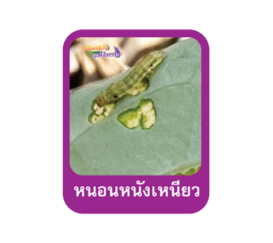 หนอนหนังเหนียว