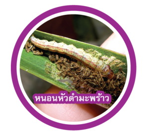 หนอนหัวดำมะพร้าว