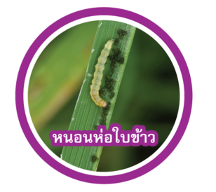 หนอนห่อใบข้าว