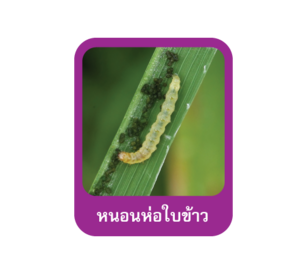 หนอนห่อใบข้าว