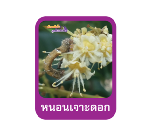 หนอนเจาะดอก